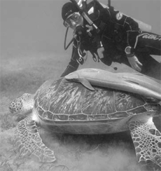 Diver, Remora and Turtle (not necessarily in that order)