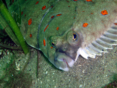 Flounder, courtesy of Juliet Savigear Flounder, courtesy of Juliet Savigear