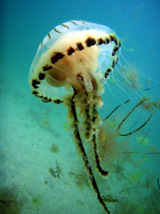 Jellyfish, courtesy of Juliet Savigear Jellyfish, courtesy of Juliet Savigear