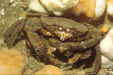 Velvet Swimming Crabs, courtesy of Juliet Savigear Velvet Swimming Crabs, courtesy of Juliet Savigear