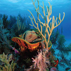 Underwater photographer Darren Baldwin, coral