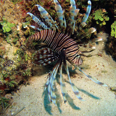 Underwater photographer Darren Baldwin, lionfish