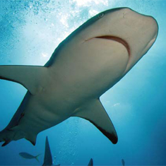 Underwater photographer Darren Baldwin, reef shark