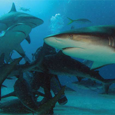 Underwater photographer Darren Baldwin, shark feed