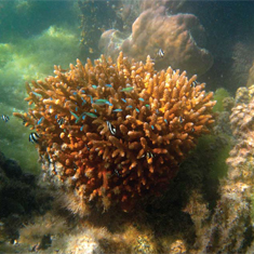 Coral by Mat Gough