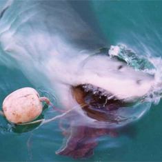 Underwater photographer Tom Sledmere, great white shark