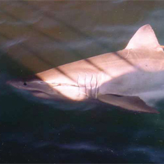 Underwater photographer Tom Sledmere, great white shark