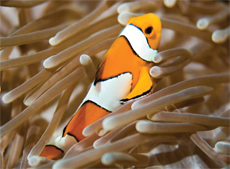 Anemone Fish