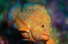Grouper
