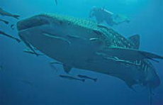 Whaleshark