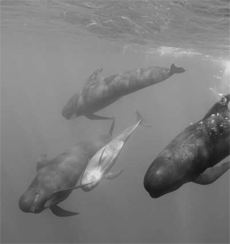 Whales