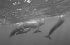 More Whales