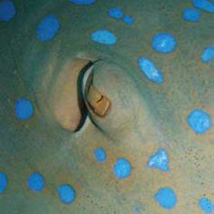 Underwater photographer Vince Bennett, detail of lagoon ray eye