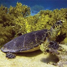 Underwater photographer Vince Bennett, prize-winning turtle