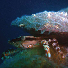 Underwater photographer Brian Gillen, crab