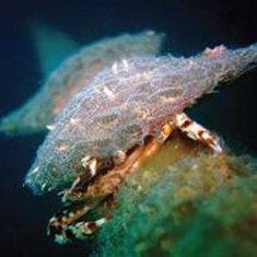 Underwater photographer Brian Gillen, crab