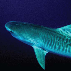 Underwater photographer Brian Gillen, tiger shark