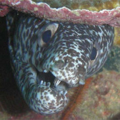 Moray eel by Adrienne Kerley