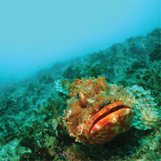 Underwater photographer Gary Linger, scorpionfish
