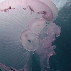 Underwater photographer Anne Marie Walters, jellyfish