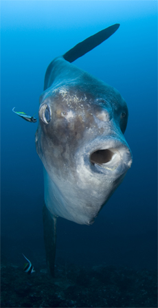 Mola Mola