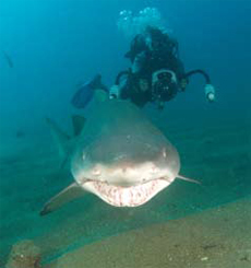 Raggedtooth Shark