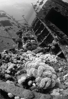 Diver, diving