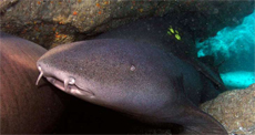 Nurse Shark