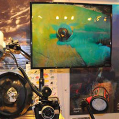 Art Below and Underwater Photographers' Gallery Launch