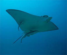 Eagle Ray