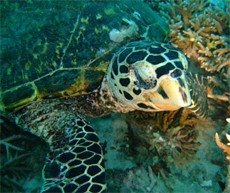 Turtle