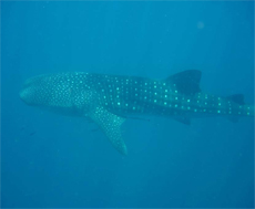 Whaleshark