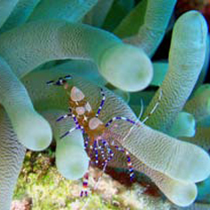 Underwater photographer Fontaine Denton, harlequin shrimp