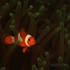 Underwater photographer Stuart Keasley, anemone fish