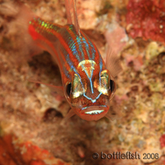 Underwater photographer Stuart Keasley, blenny