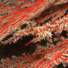 Underwater photographer Stuart Keasley, ghost pipefish
