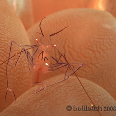 Underwater photographer Stuart Keasley, shrimp