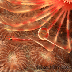 Underwater photographer Stuart Keasley, astonishingly beautiful, whatever it is