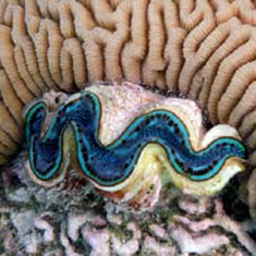Underwater photographer Steve Lintern, clam