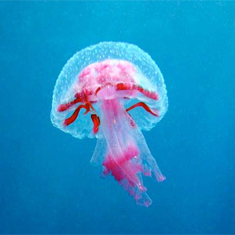 Jellyfish by Steve Lintern