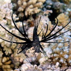 Underwater photographer Steve Lintern, lionfish