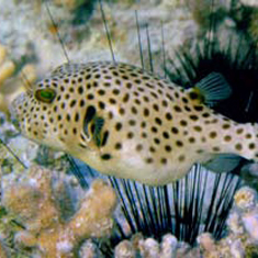 Underwater photographer Steve Lintern, pufferfish