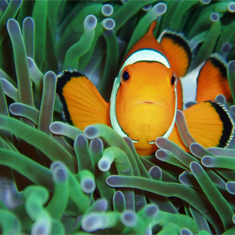 Prize-winning anemone fish by Rachel Russell