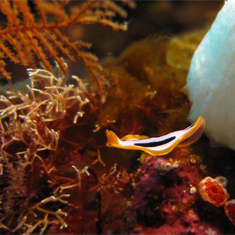 Underwater photographer Rachel Russell, nudibranch