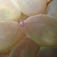 Underwater photographer Rachel Russell, shrimp