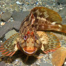Underwater photographer Neil Skilling, tompot blenny
