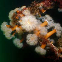 Underwater photographer Neil Skilling, soft coral