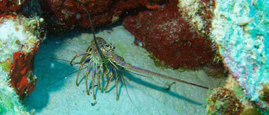 Underwater photographer Nick Stevens, lobster