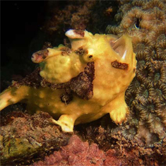 Frogfish by James Wong