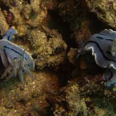 Underwater photographer James Wong, nudibranchs